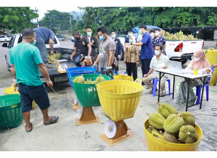 ผลการรับซื้อทุเรียนคุณภาพวันแรกของปิดทองหลังพระฯ ได้ทุเรียนคุณภาพเกรดส่งออกมากกว่าร้อยละ 52 สูงกว่าทุกปีที่ผ่านมา เป็นไปตามเป้าหมายของปิดทองฯ