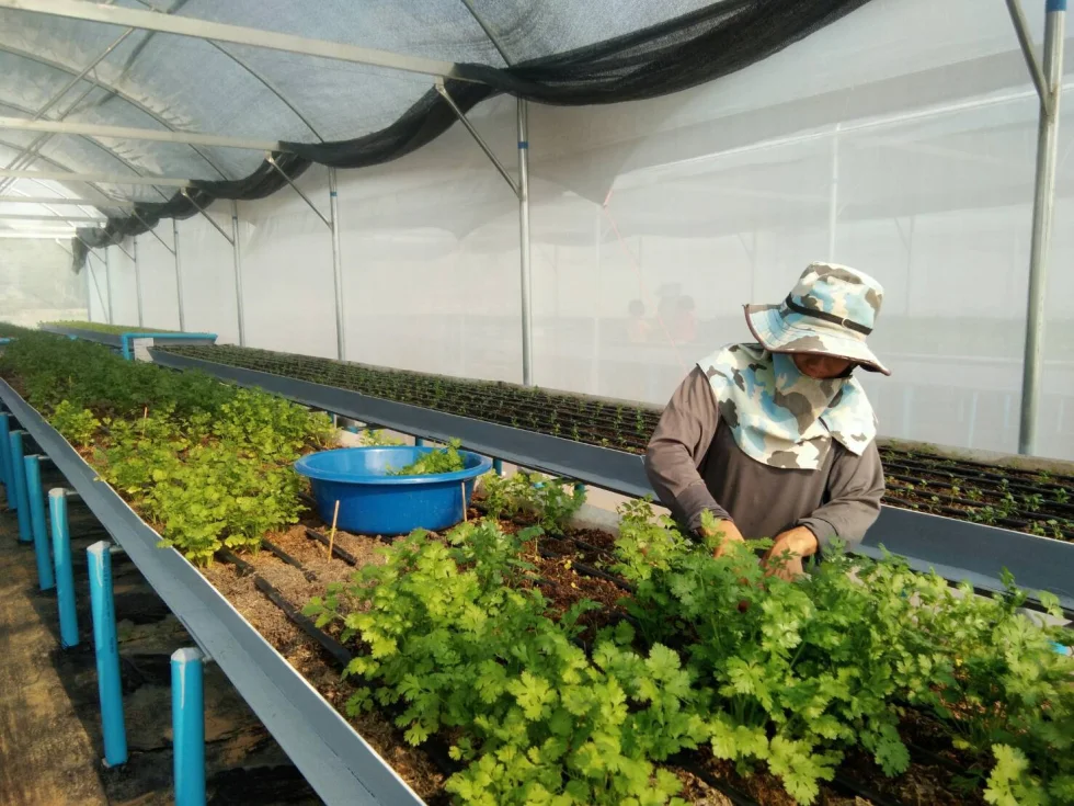 [บทความ] โครงการปลูกผักในโรงเรือน