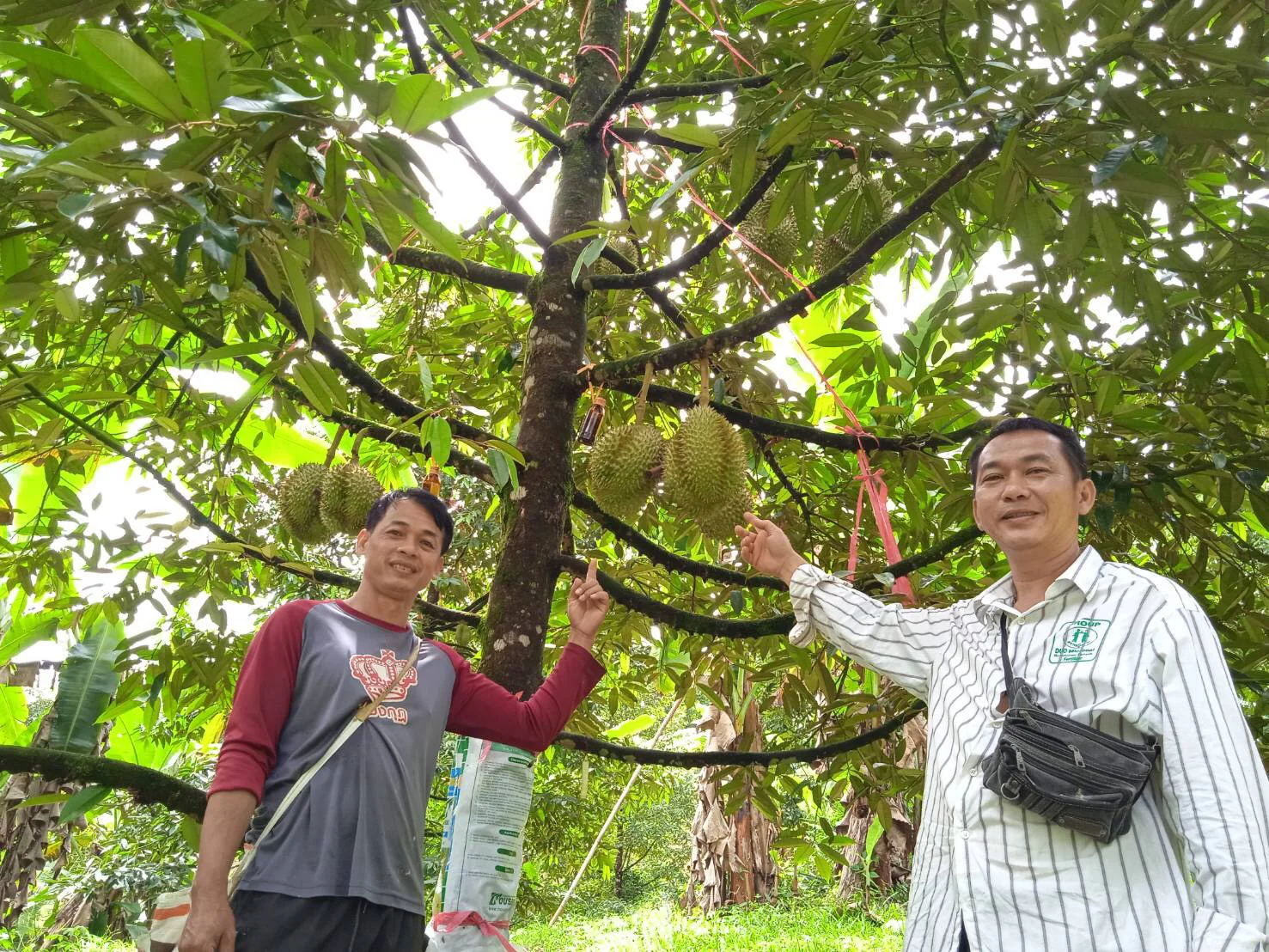โครงการทุเรียนคุณภาพ พื้นที่จังหวัดชายแดนภาคใต้